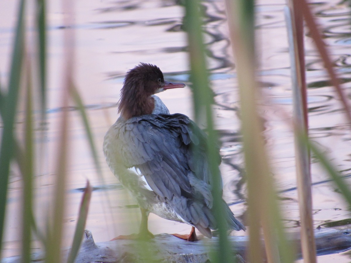 Common Merganser - ML643910829