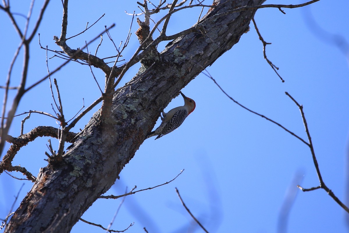 Red-bellied Woodpecker - ML643910834