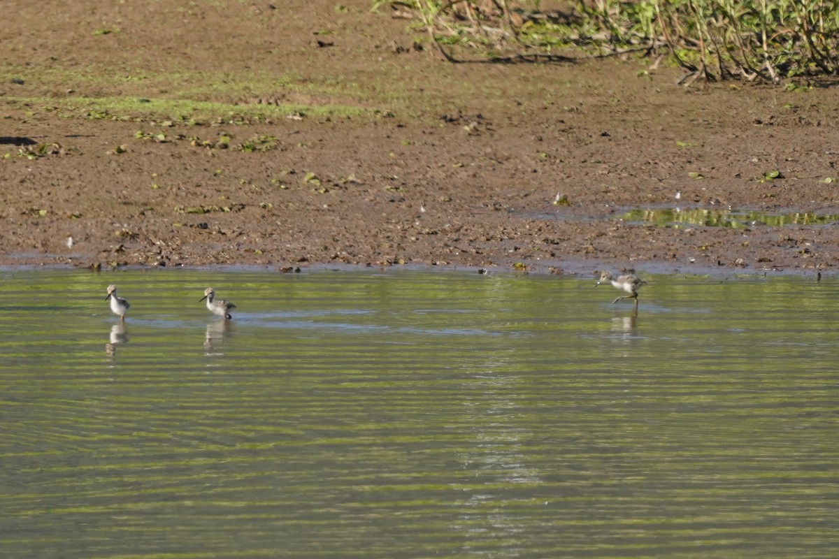 Pied Stilt - ML643910835