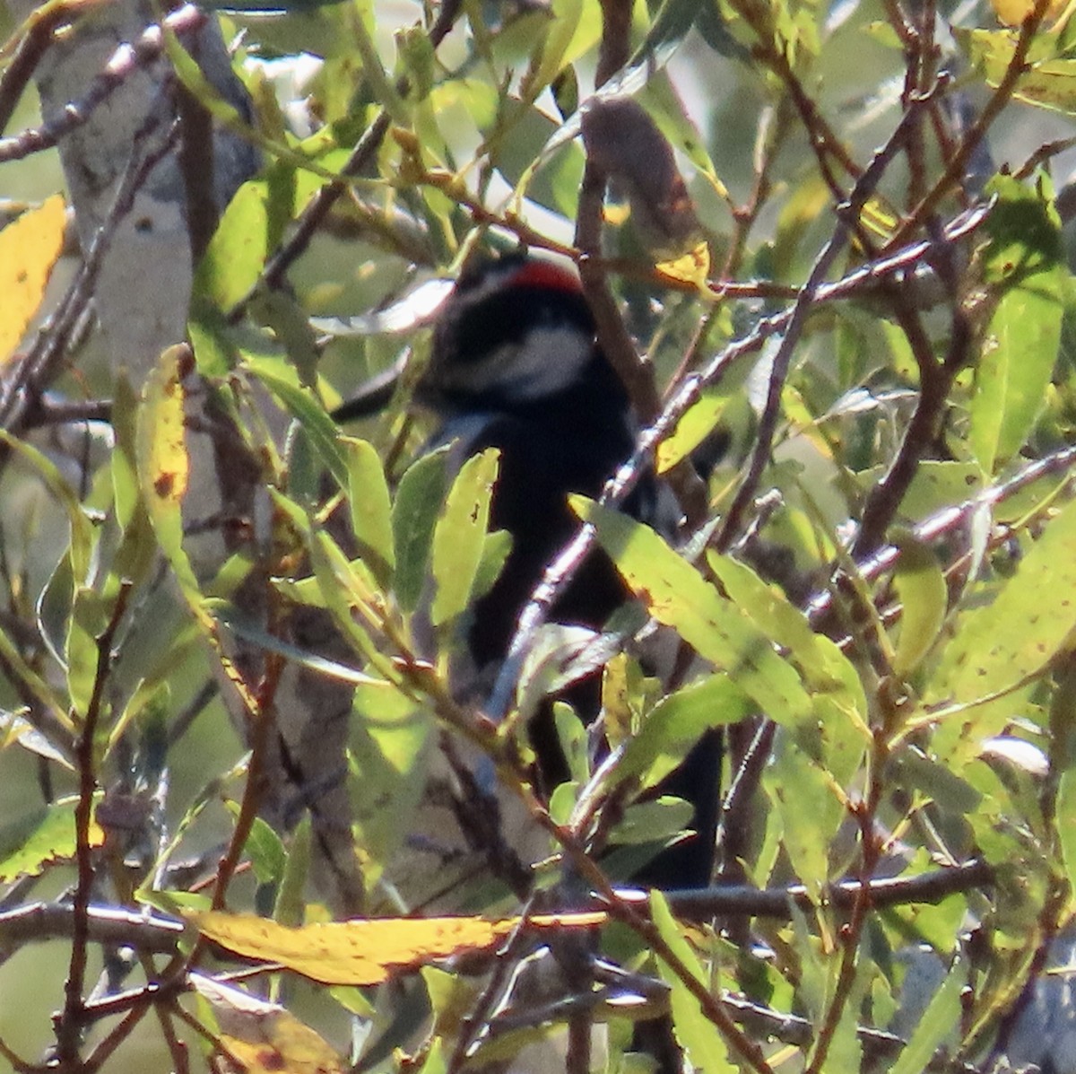 Hairy Woodpecker - ML643910837