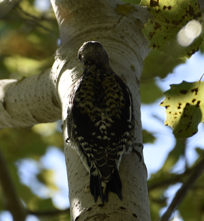 Yellow-bellied Sapsucker - ML643910845