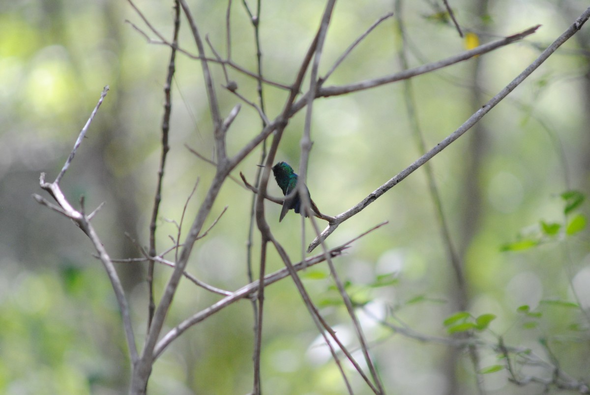 Blue-tailed Emerald - ML643910851