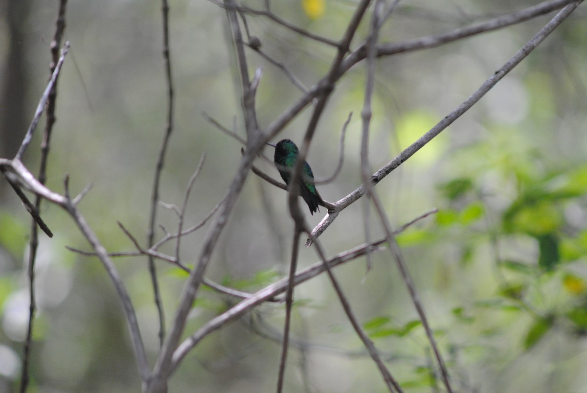Blue-tailed Emerald - ML643910852
