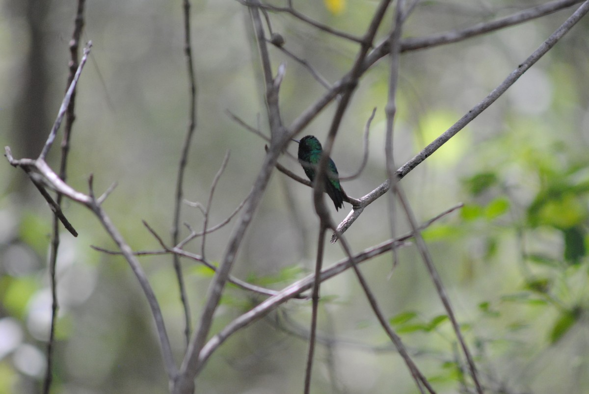 Blue-tailed Emerald - ML643910853