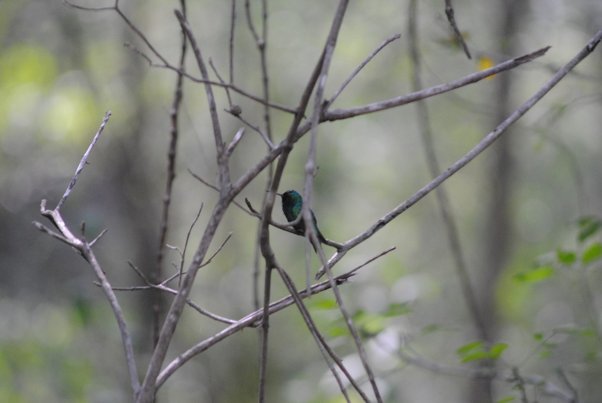 Blue-tailed Emerald - ML643910854