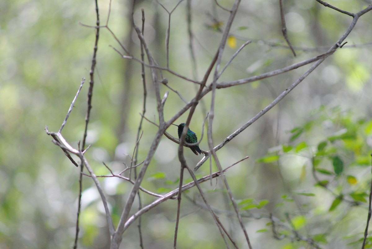 Blue-tailed Emerald - ML643910855