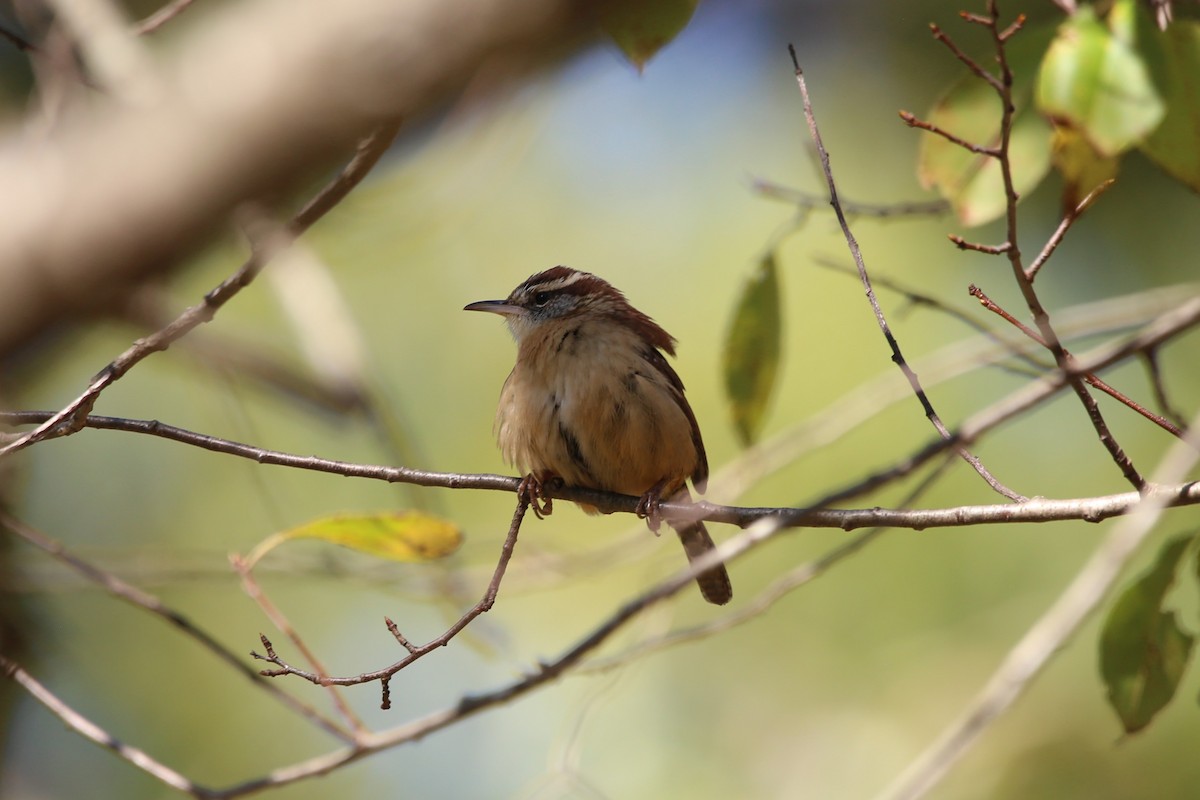 Troglodyte de Caroline - ML643910876