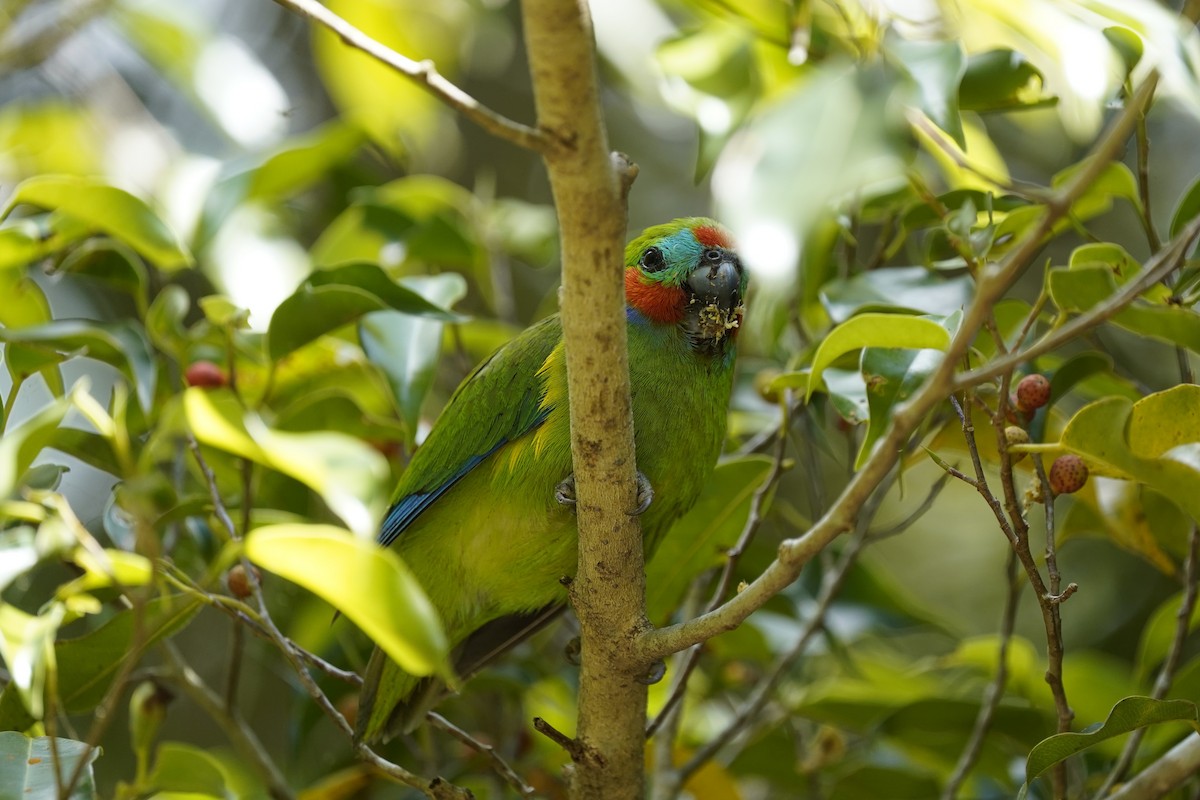 Double-eyed Fig-Parrot (Double-eyed) - ML643910877