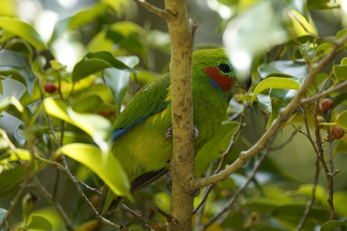 Double-eyed Fig-Parrot (Double-eyed) - ML643910878
