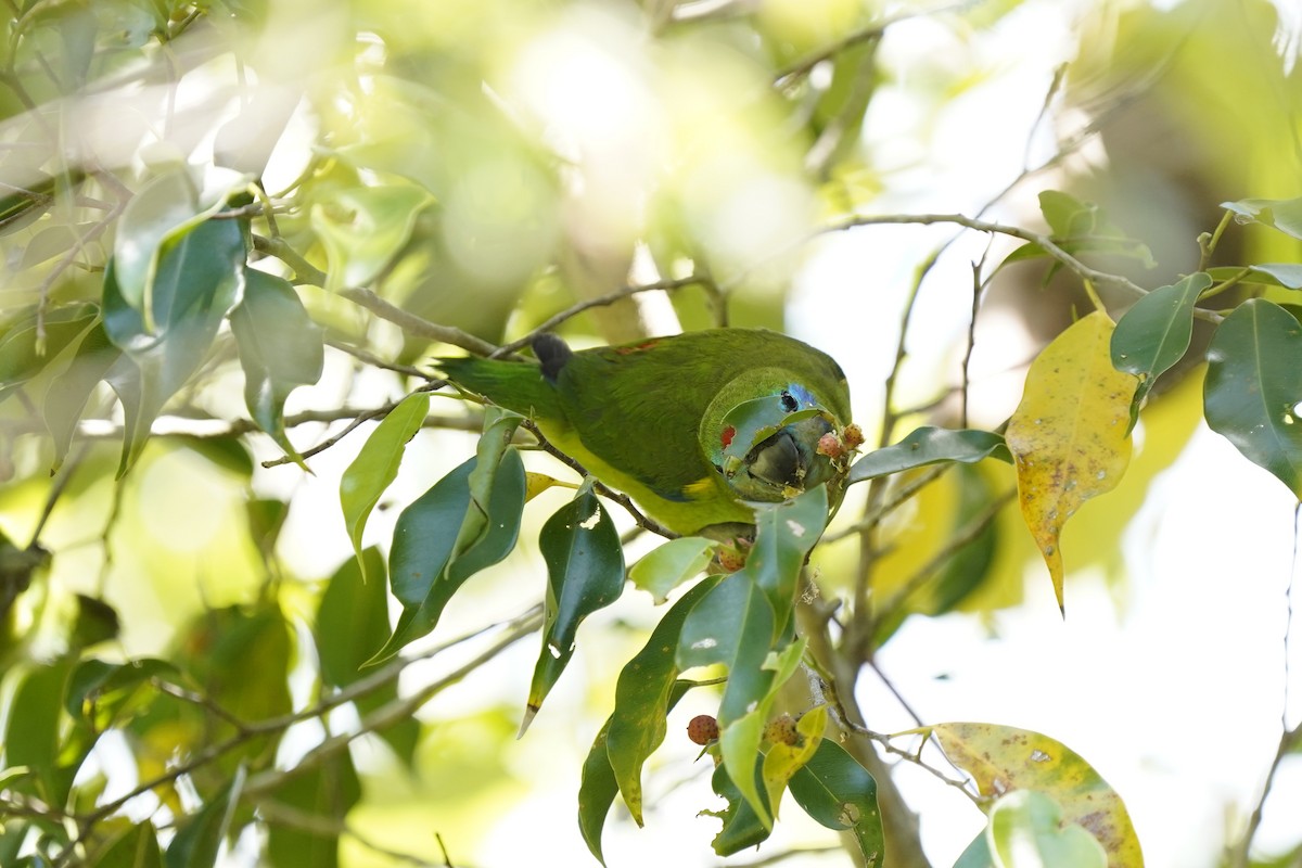 Double-eyed Fig-Parrot (Double-eyed) - ML643910879