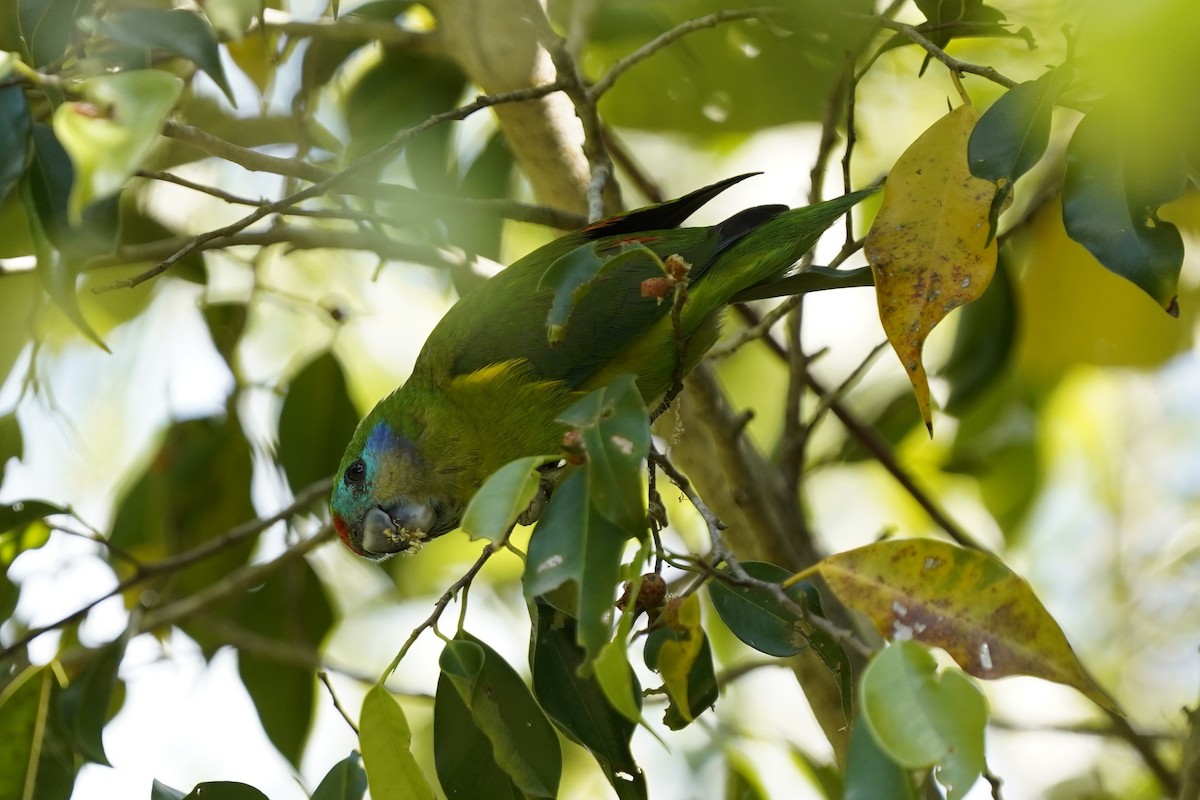 Double-eyed Fig-Parrot (Double-eyed) - ML643910880