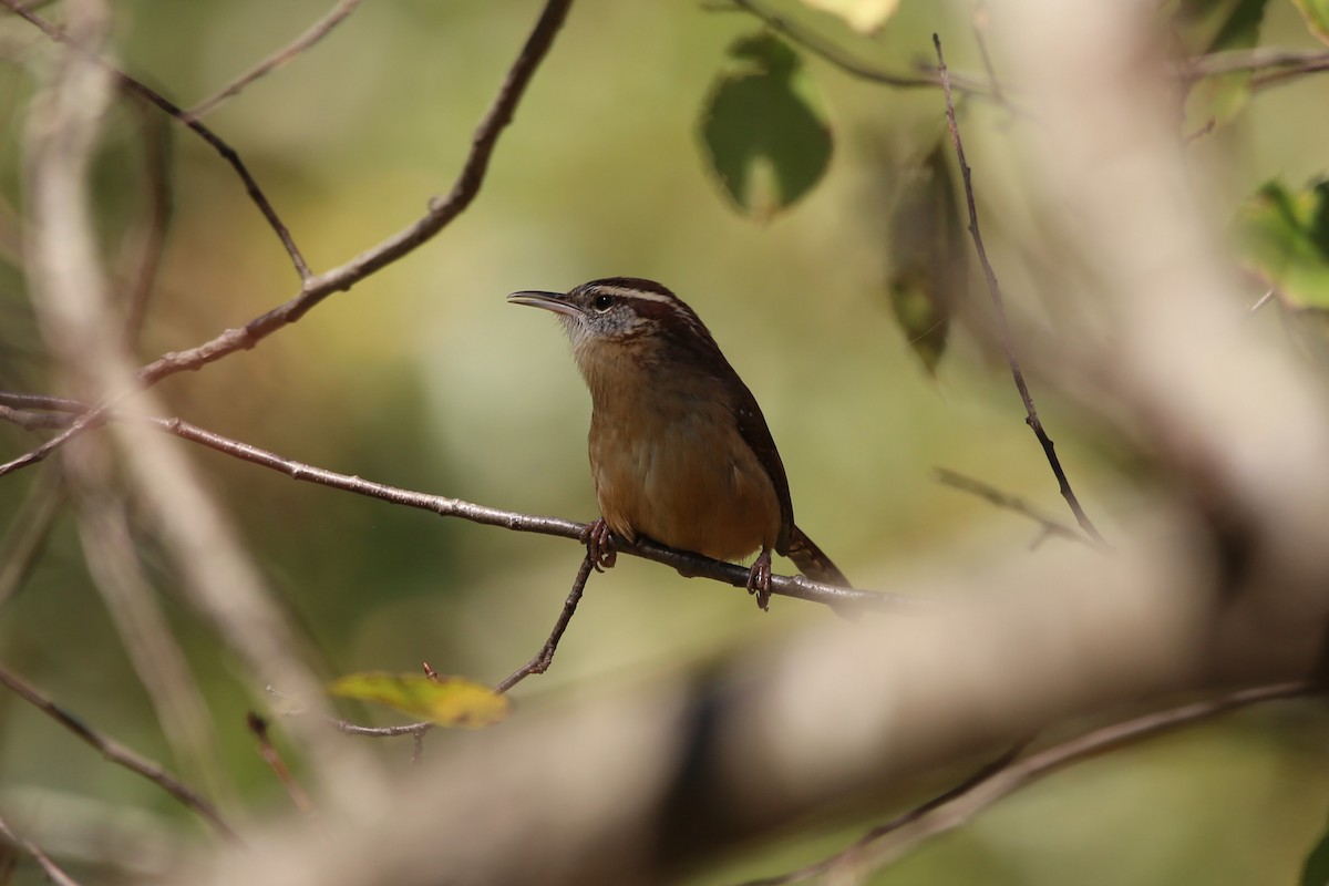 Troglodyte de Caroline - ML643910882