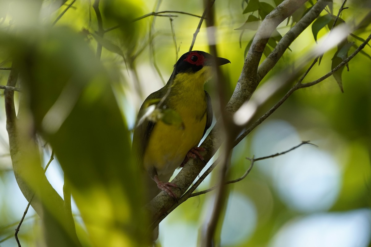 Australasian Figbird - ML643910890