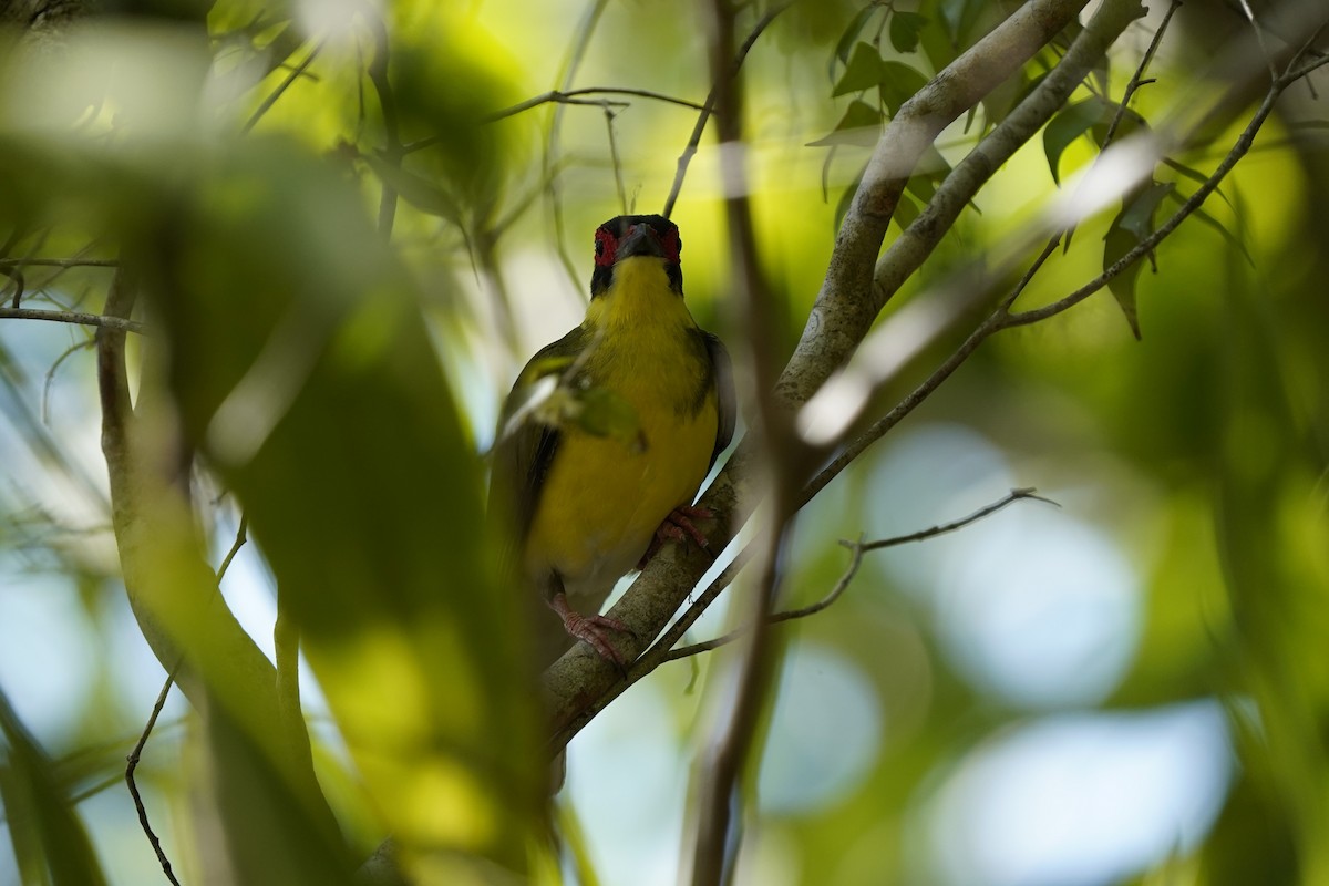 Australasian Figbird - ML643910891