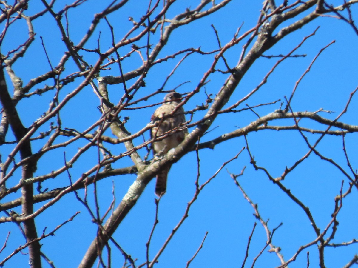 American Kestrel - ML643910924