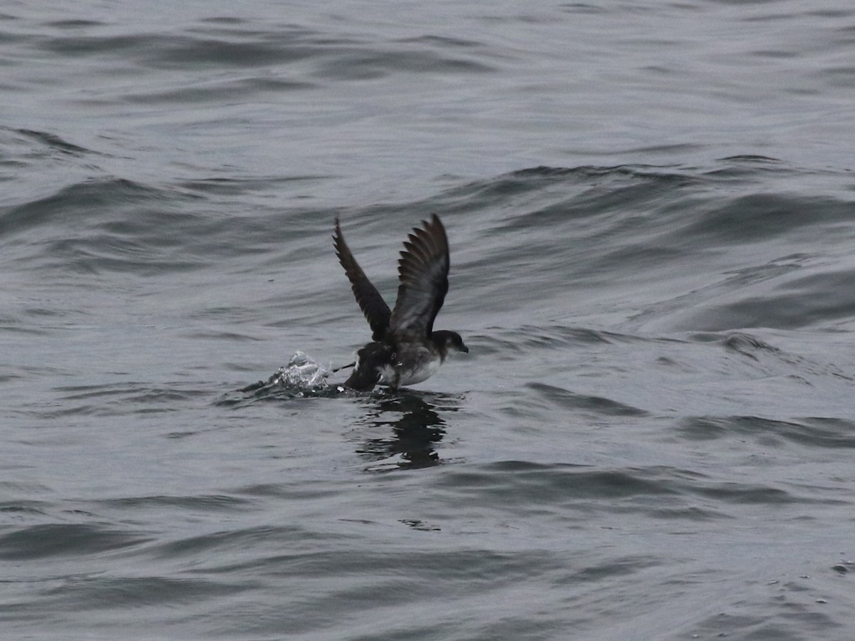 buřník peruánský - ML643910925