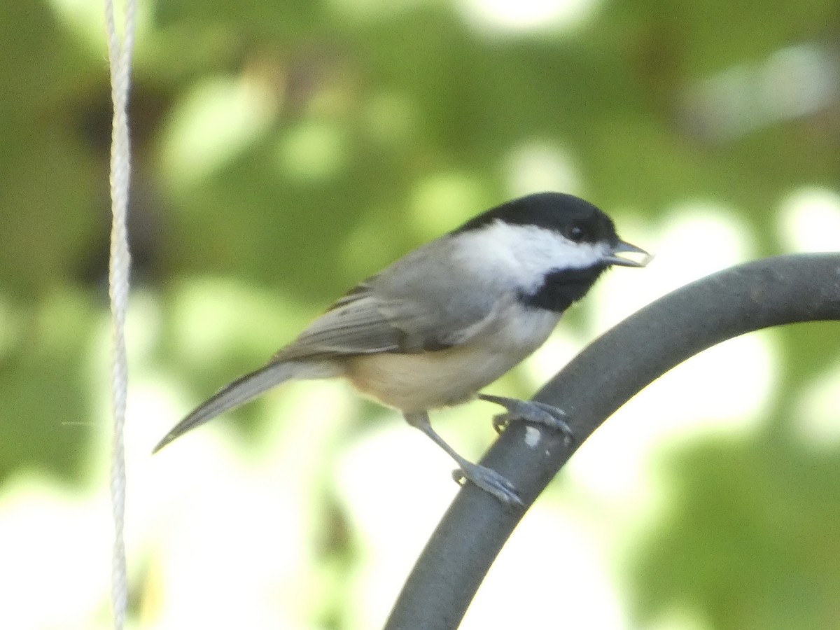 Carolina Chickadee - ML643910943