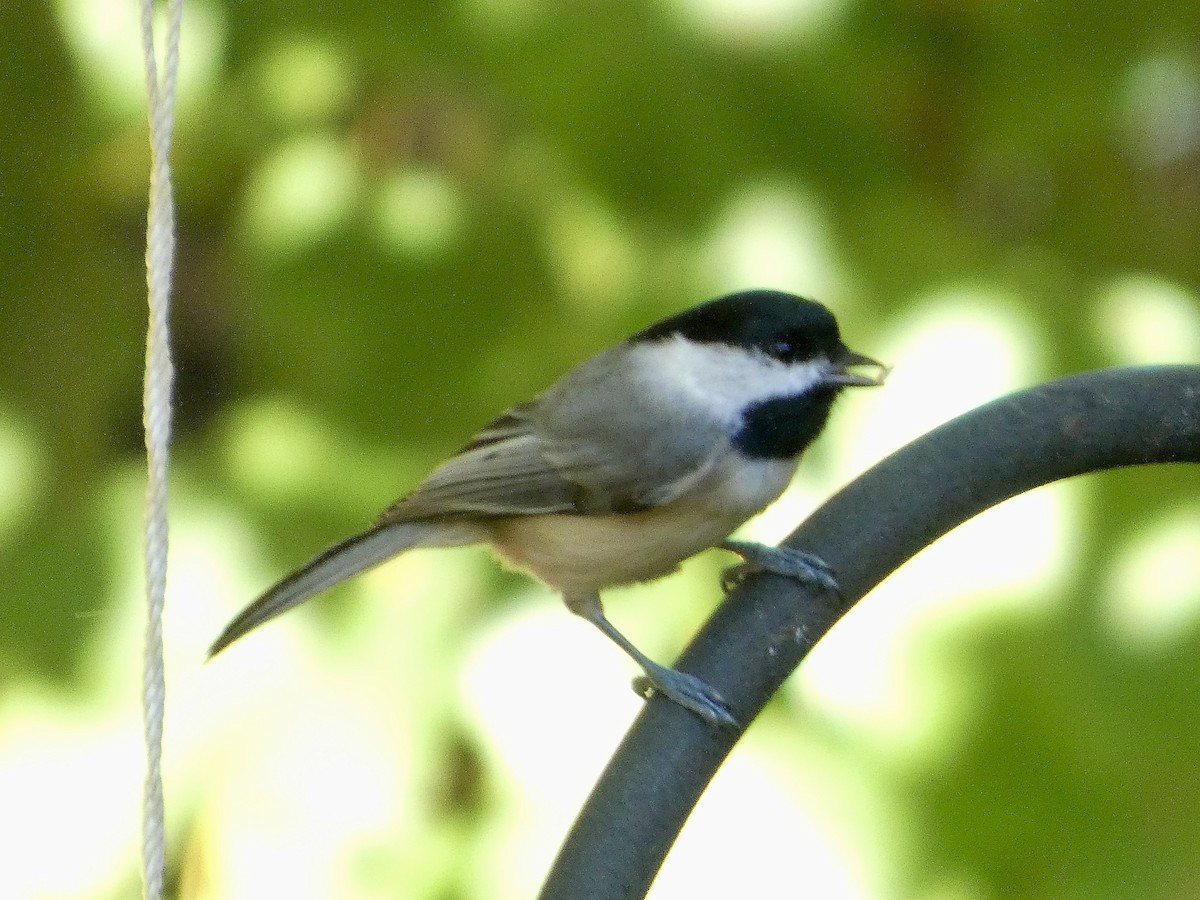 Carolina Chickadee - ML643910944