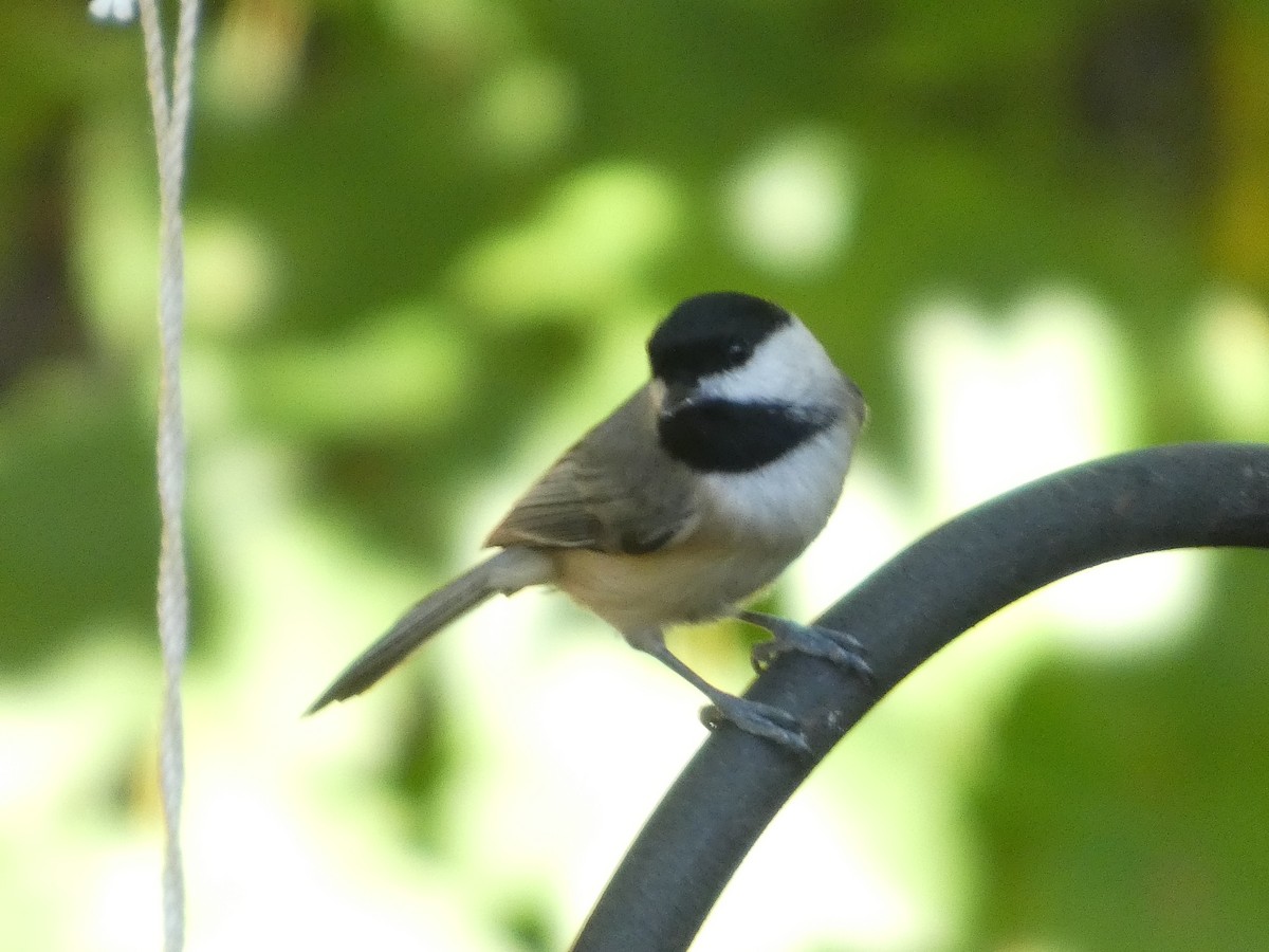 Carolina Chickadee - ML643910945