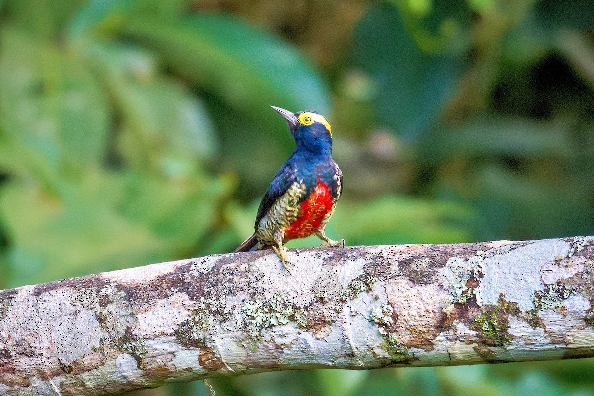 Pic à chevron d'or - ML643910960