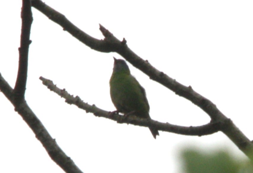 Blue Dacnis - ML643910963