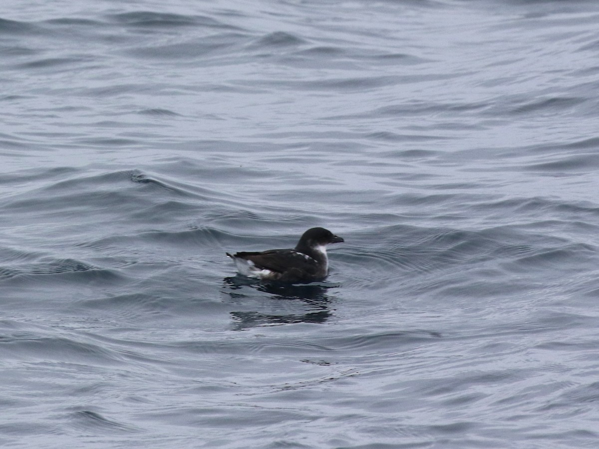 buřník peruánský - ML643910969