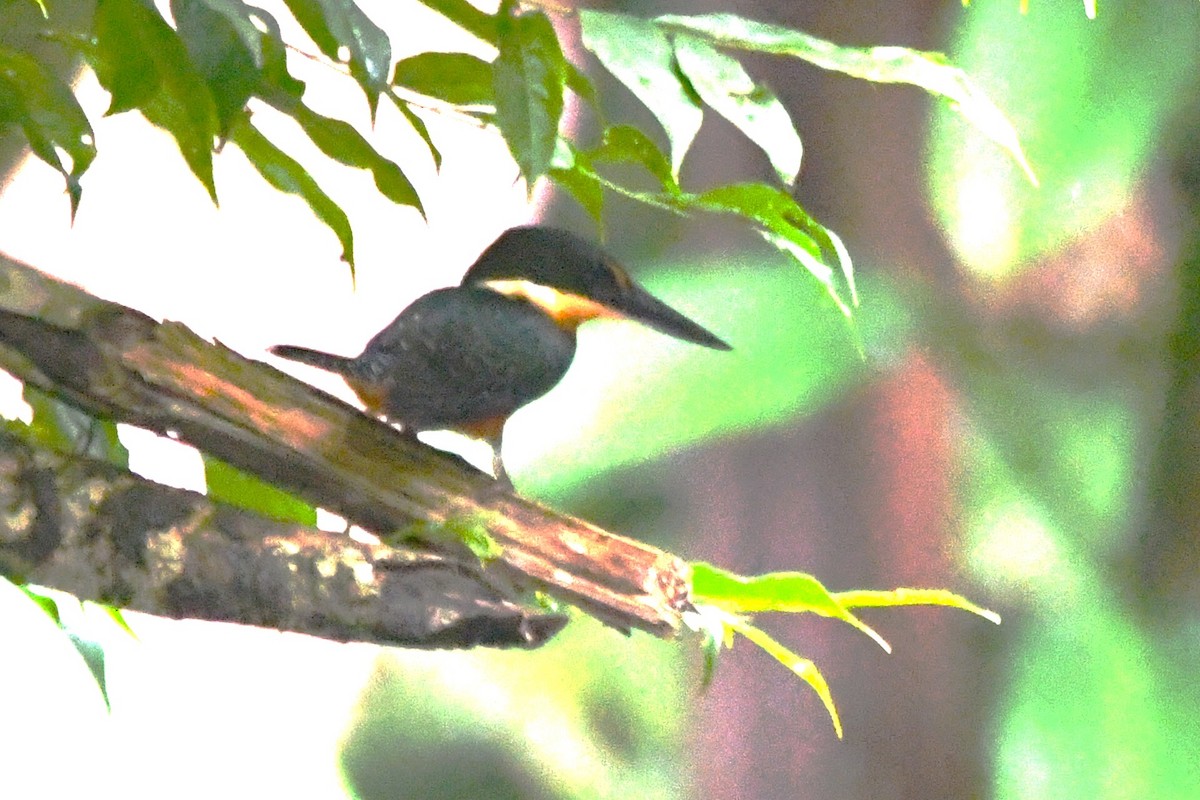 Green-and-rufous Kingfisher - ML643910988