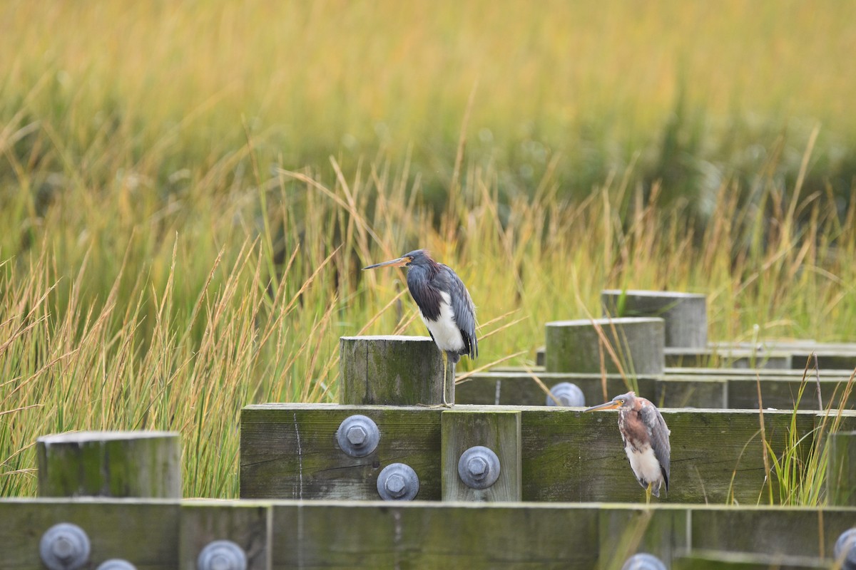 Tricolored Heron - ML643910993
