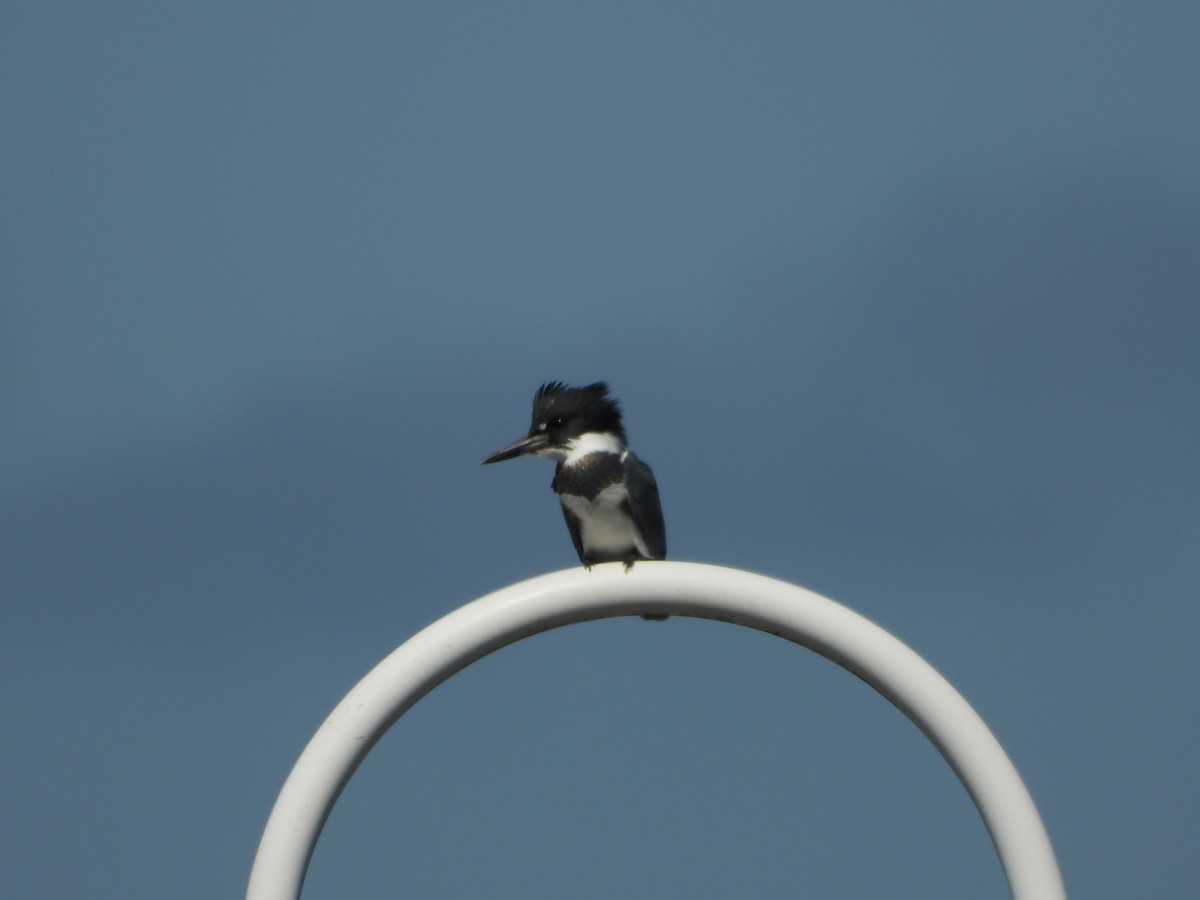 Belted Kingfisher - ML643911003
