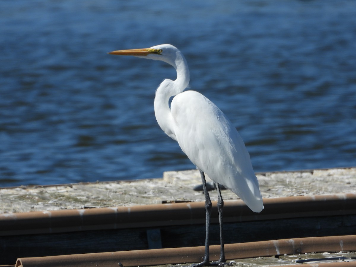 Great Egret - ML643911007