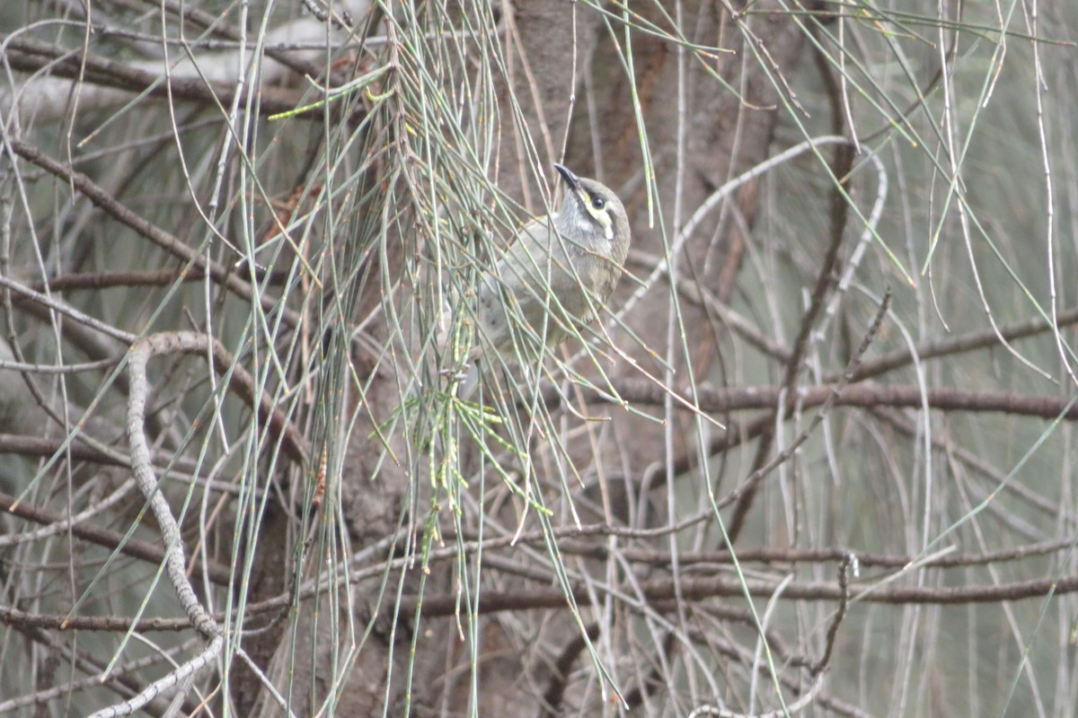 Yellow-faced Honeyeater - ML643911011