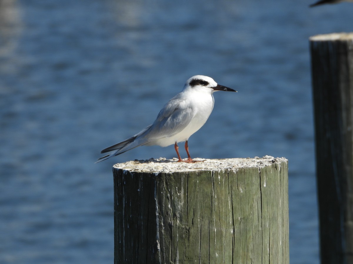 Forster's Tern - ML643911030