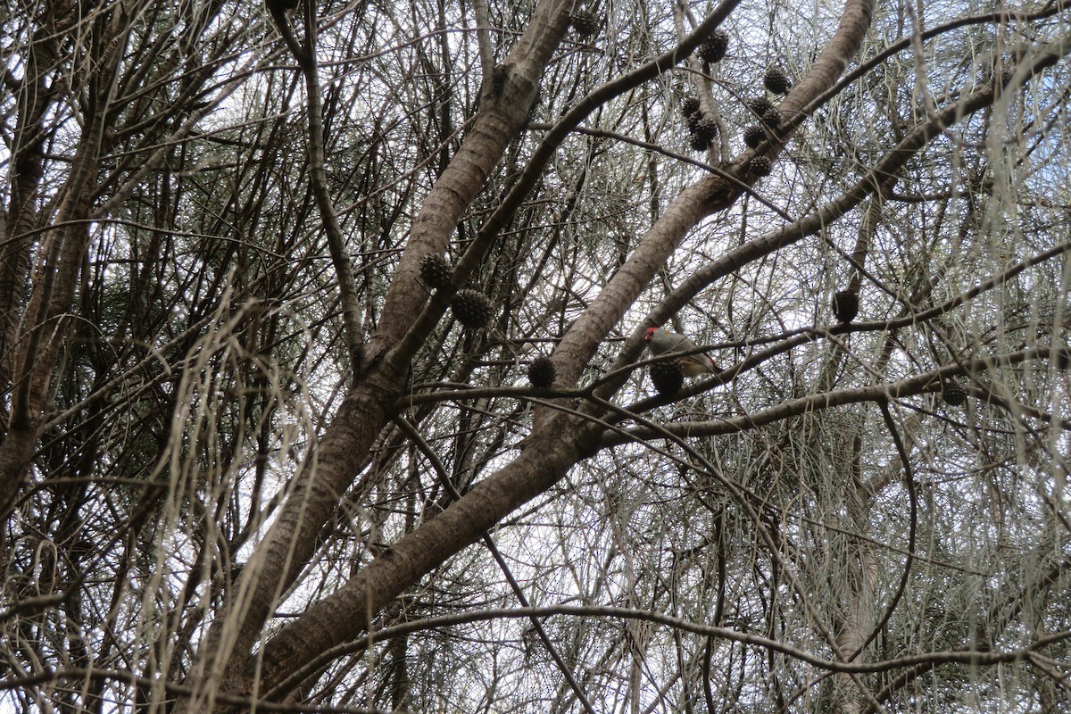 Red-browed Firetail - ML643911034