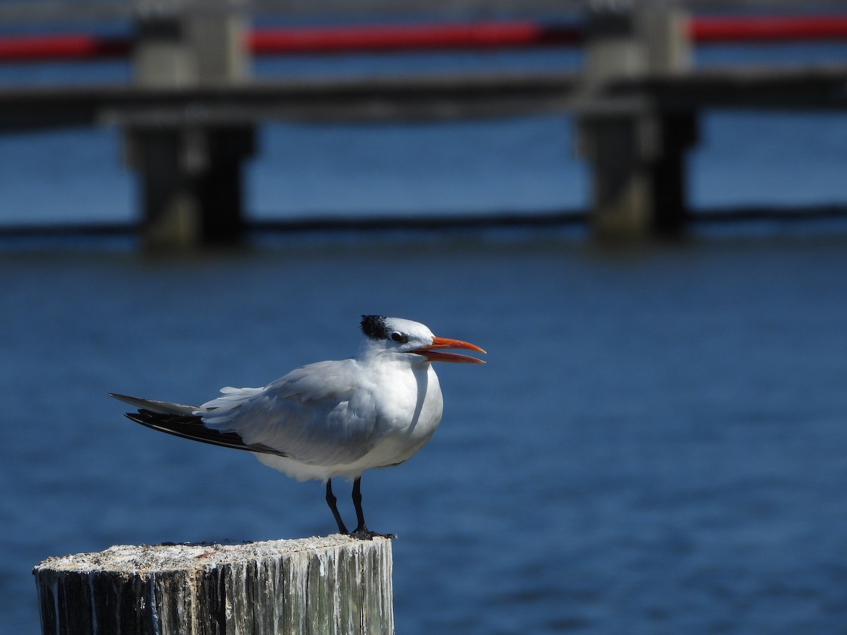 Royal Tern - ML643911038