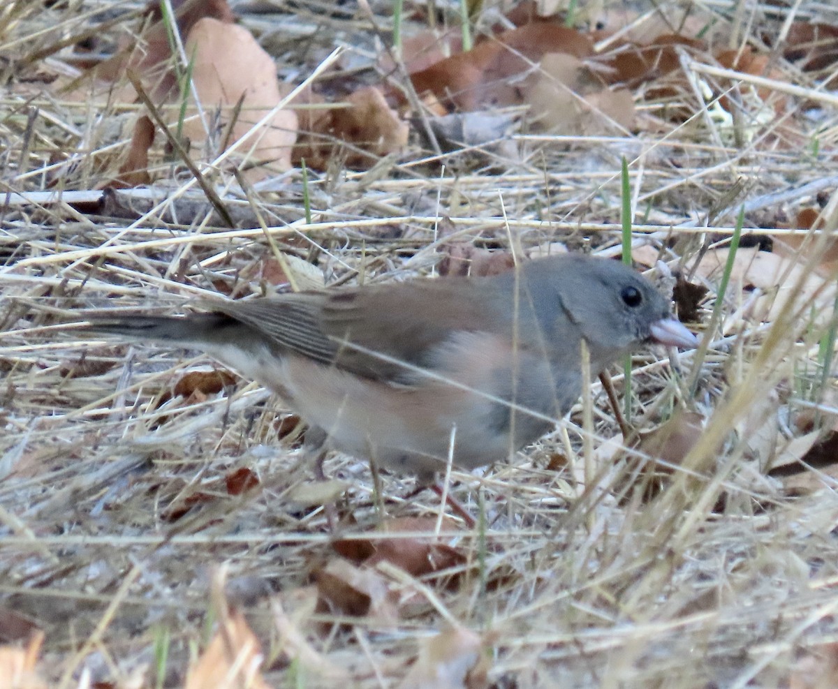 Dark-eyed Junco - ML643911039