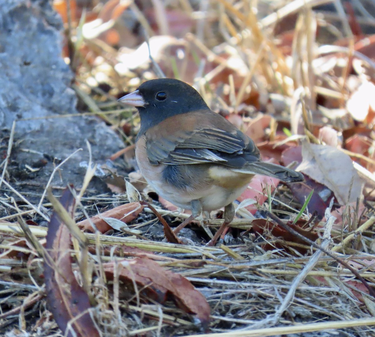 Dark-eyed Junco - ML643911040