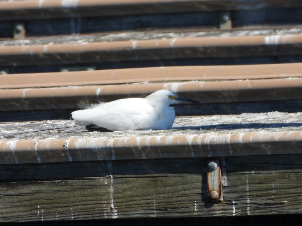 Snowy Egret - ML643911043