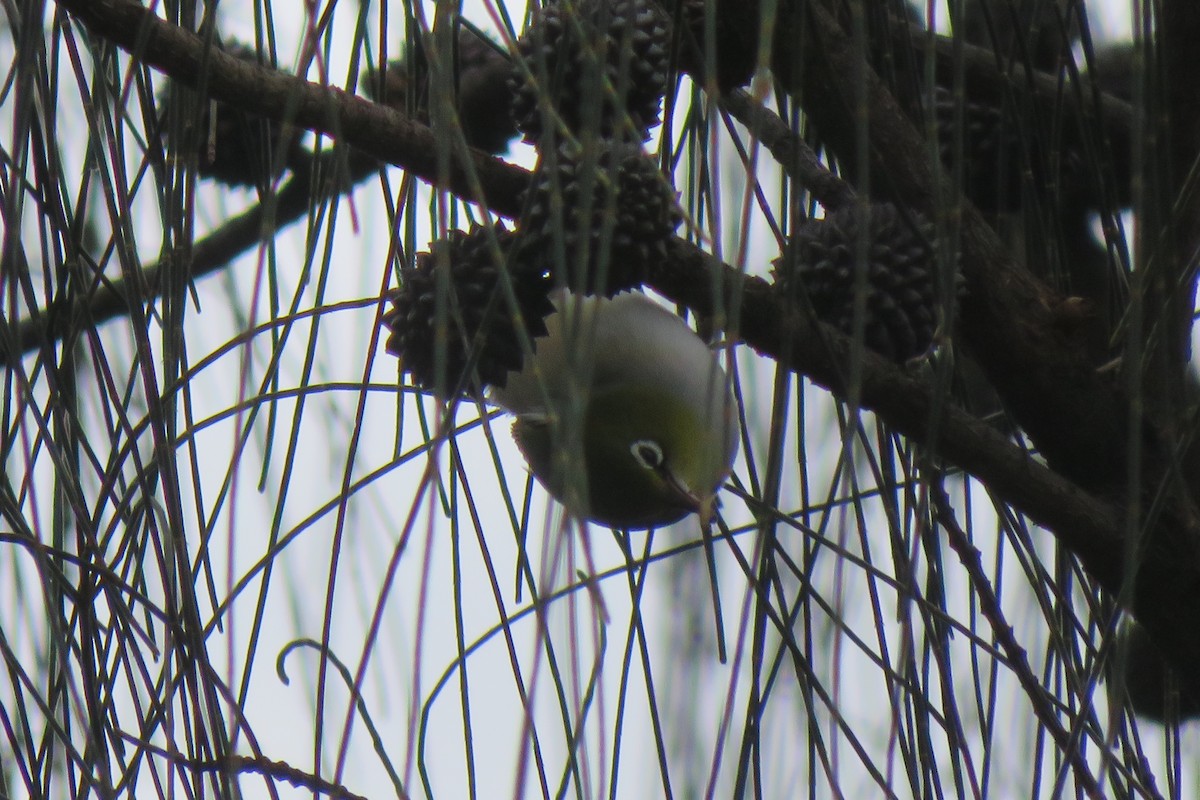 Silvereye - ML643911057