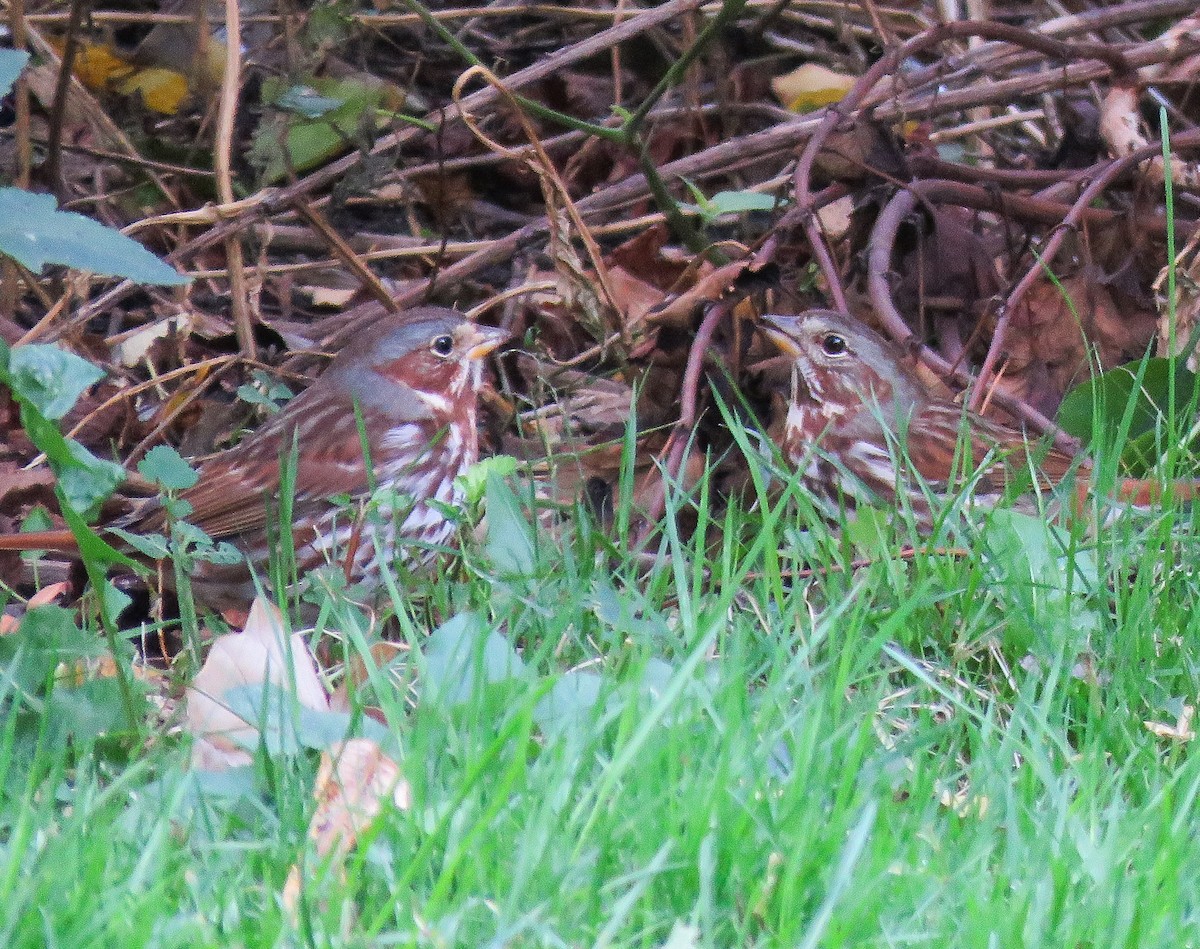 Fox Sparrow - ML643911068