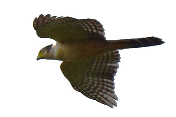 Bicolored Hawk - ML643911073