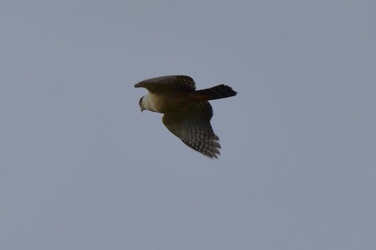 Bicolored Hawk - ML643911077