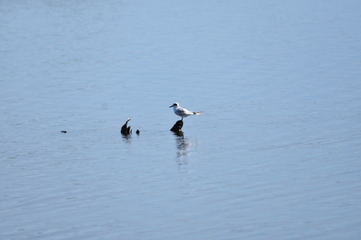Forster's Tern - ML643911087