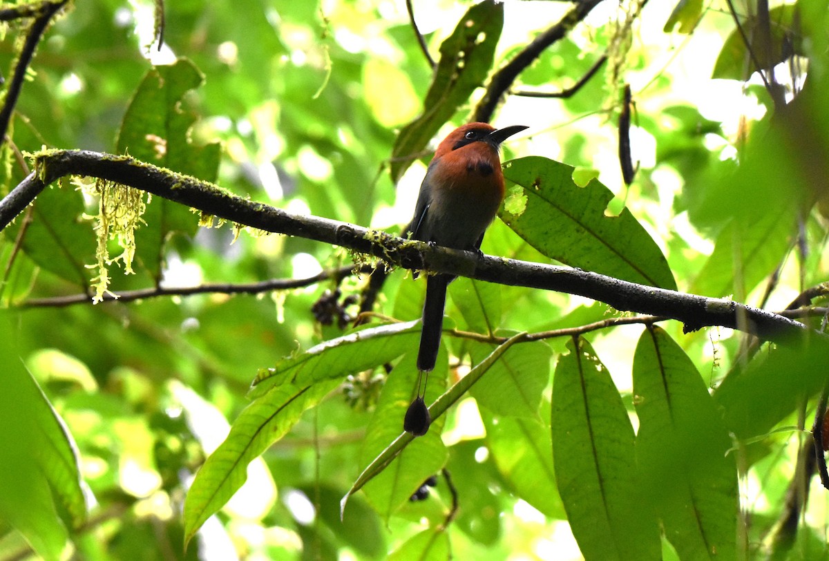 Broad-billed Motmot - ML643911094