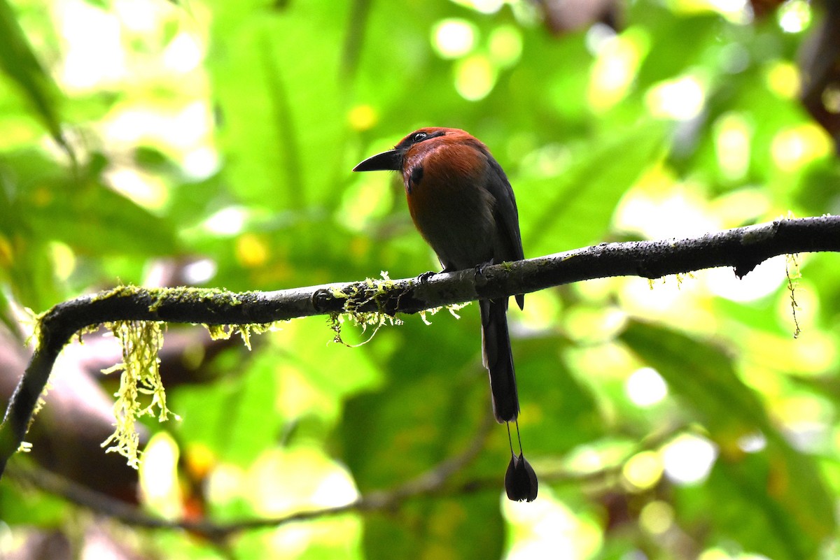 Broad-billed Motmot - ML643911095