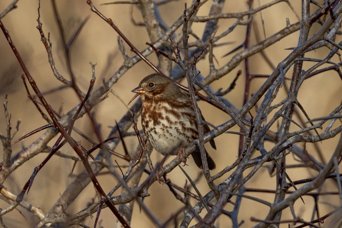 Fox Sparrow - ML643911100