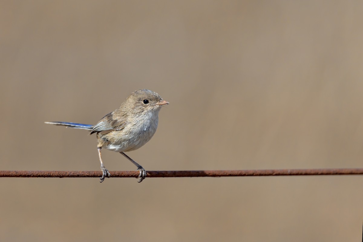 White-winged Fairywren - ML643911122