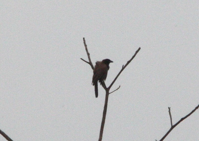 Purplish Jay - ML643911154