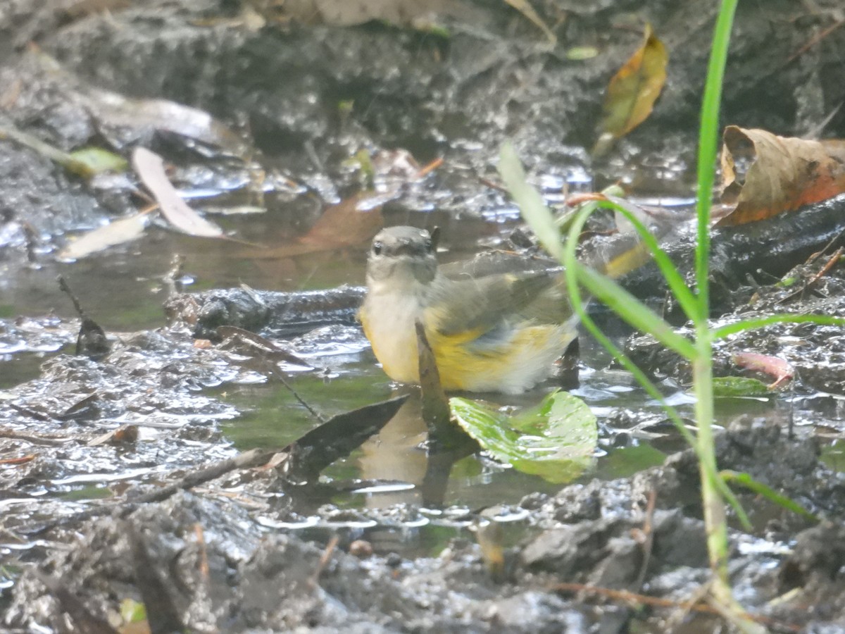 American Redstart - ML643911155
