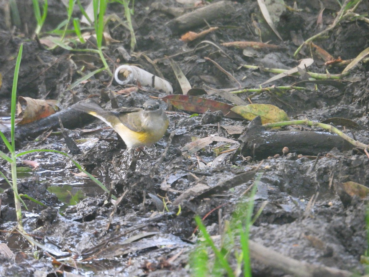 American Redstart - ML643911156