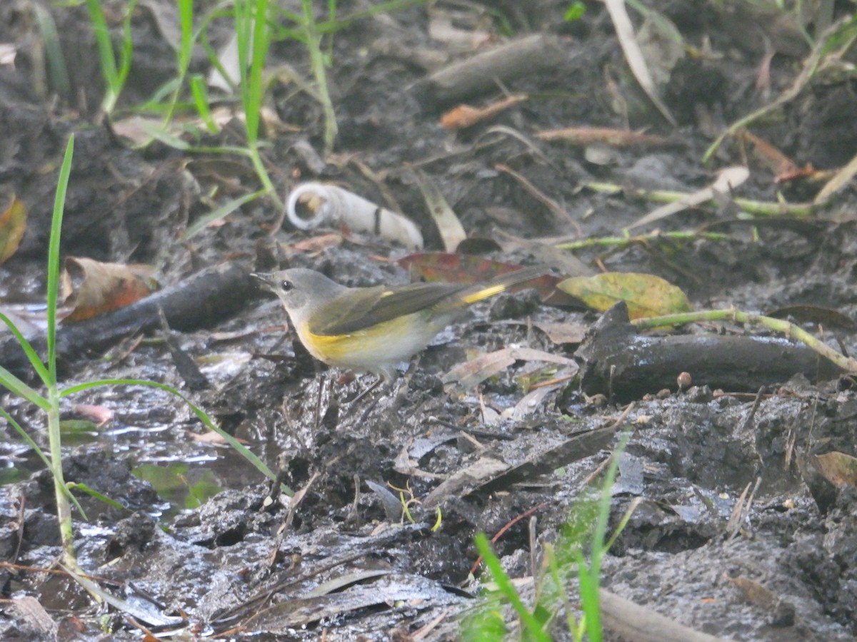 American Redstart - ML643911157